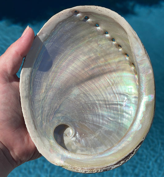 Abalone Smudging Bowl - Natural Unpolished - Xlarge
